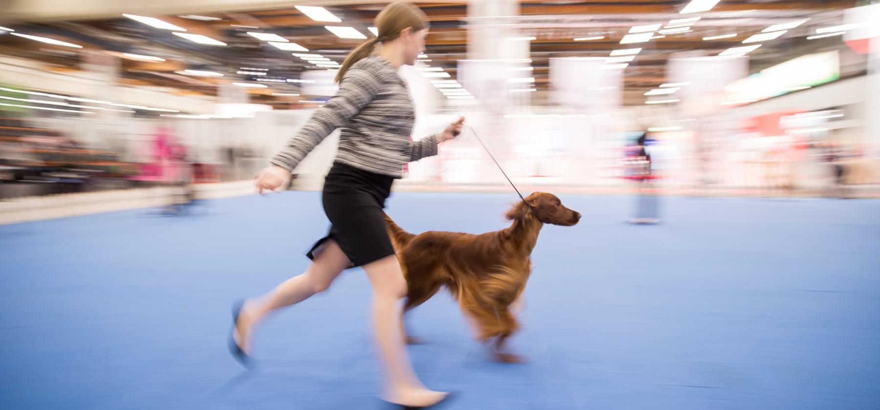 Koira juoksee näyttelykehässä tytön kanssa