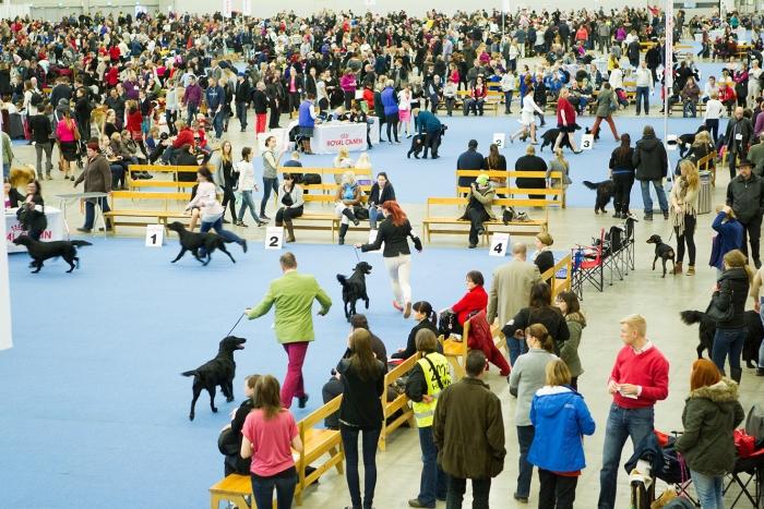 Paljon ihmisiä koiranäyttelyssä sekä kaksi näyttelykehää, joista etummaisessa juoksee sileäkarvaisianoutajia.