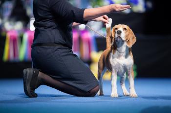 beagle koiranäyttelyssä