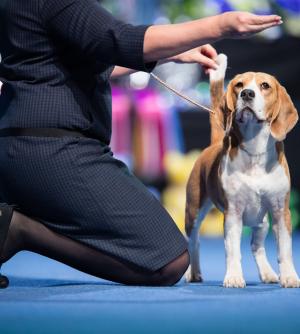 beagle koiranäyttelyssä